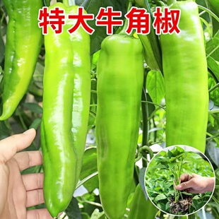 大果牛椒苗辣椒苗牛角椒苗大果牛角椒种苗早熟高产辣椒苗微辣南方
