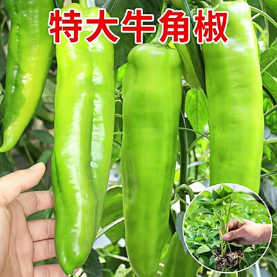 南方微辣早熟高产牛角椒苗