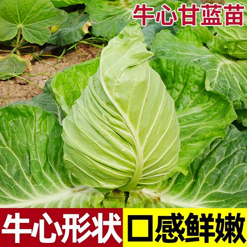 牛心甘蓝苗秧绿卷心菜苗秋冬耐寒蔬菜苗阳台庭院盆栽菜秧尖头包菜