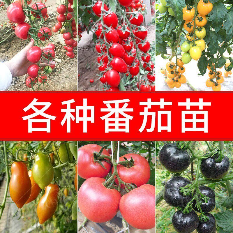 各种番茄苗秧苗粉贝贝樱桃千禧圣女果小柿子苗超甜小西红柿种子