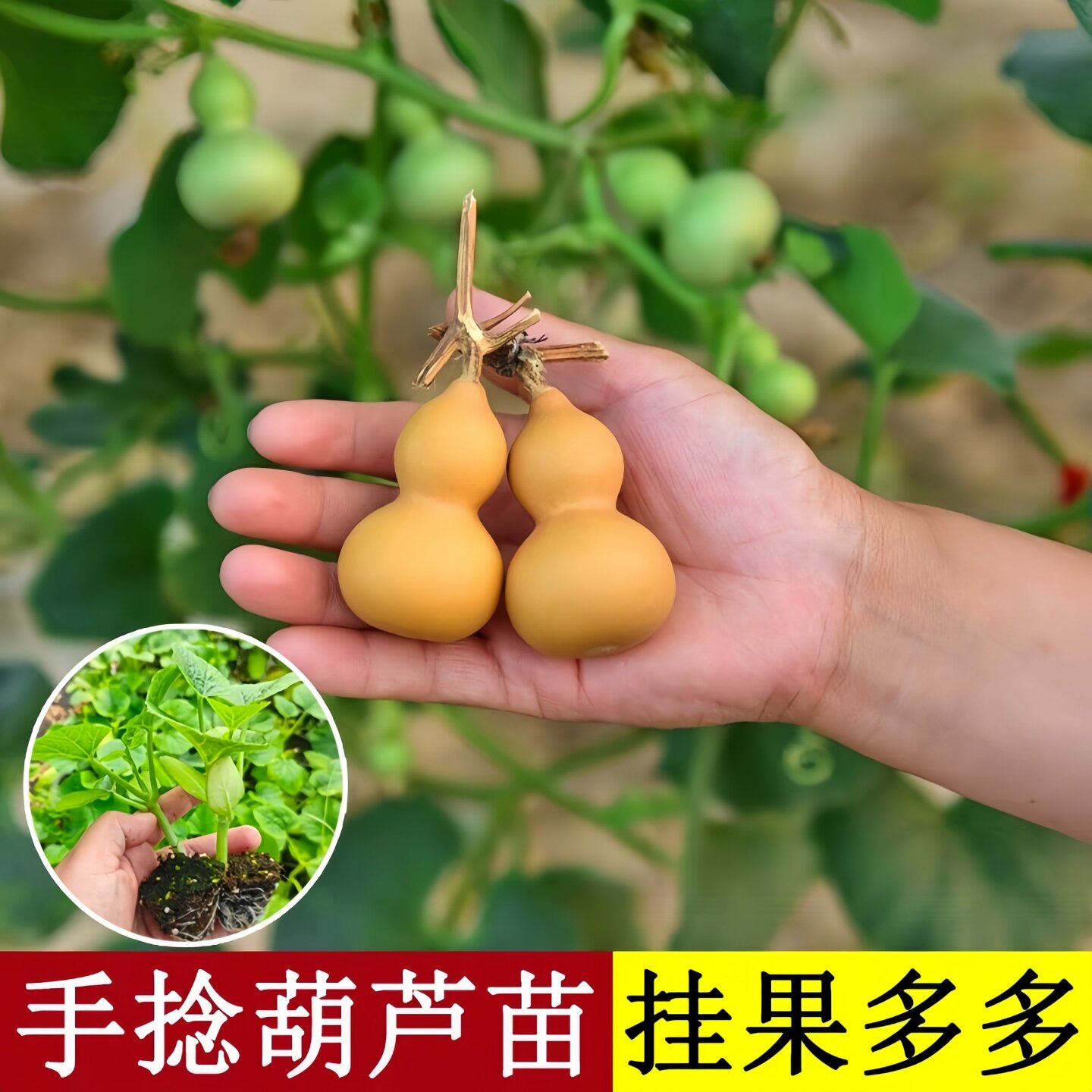 手捻小葫芦秧苗籽种文玩种子盆栽菜苗秧苗食用菜胡芦种籽子蔬菜孑