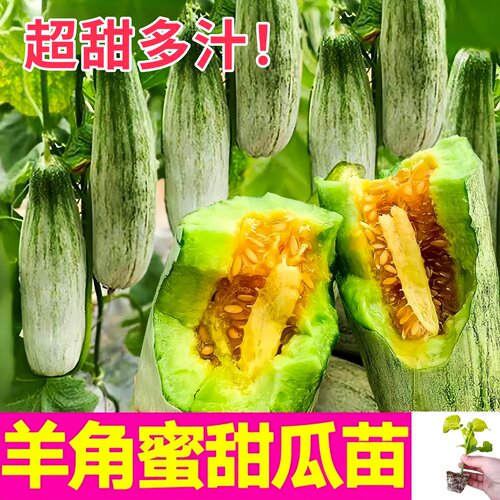 羊角蜜甜瓜种子四季香瓜苗