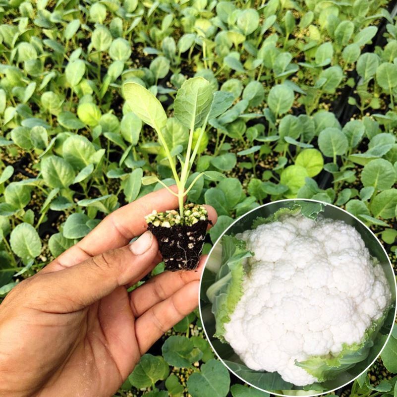 花菜苗秧苗青梗花椰菜松花菜种苗甘蓝苗子西兰苗春秋蔬菜苗子