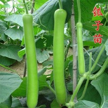 瓠子苗蒲瓜菜葫芦苗庭院盆栽阳台爬藤蔬菜秧苗 早熟长瓠瓜种春秋季