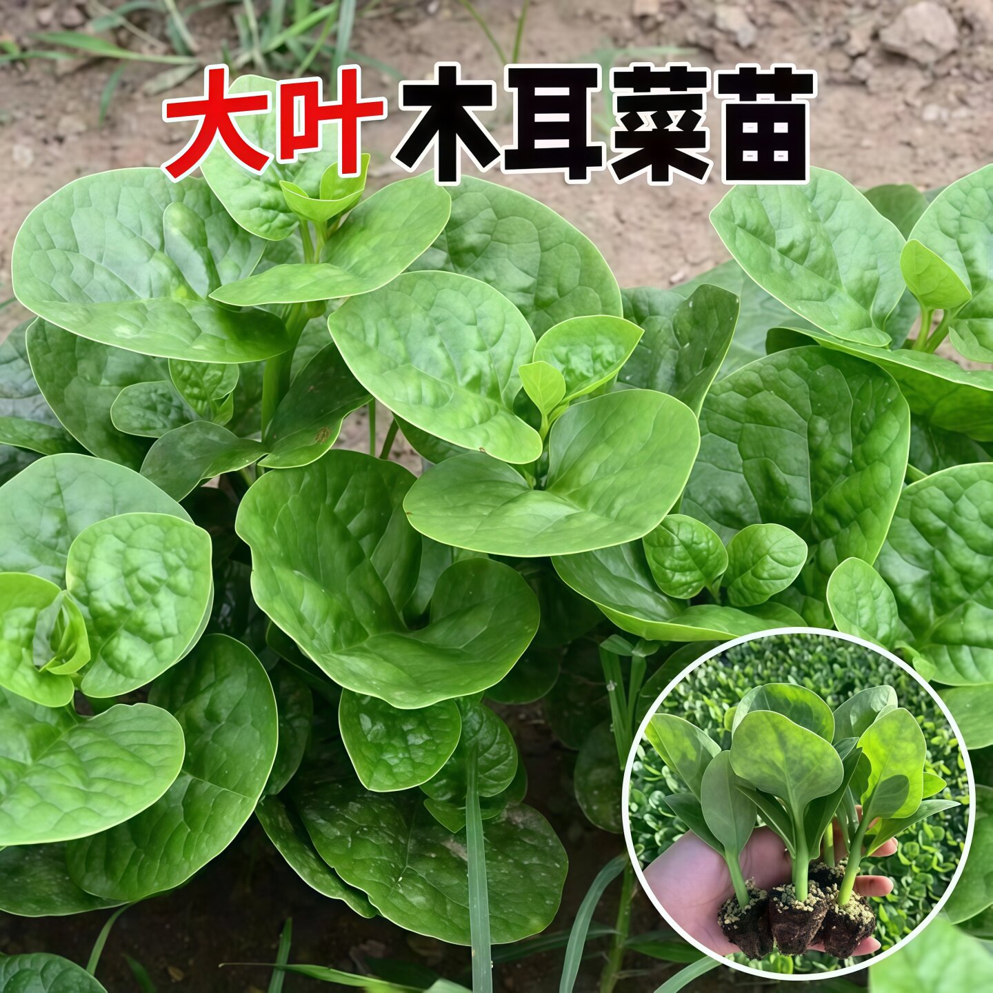 四季菜苗老品种爬藤大叶木耳菜苗秧苗小叶木耳菜种秋季蔬菜苗带土