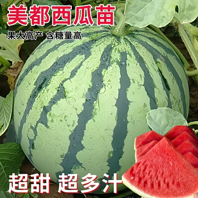 美都西瓜种子8424麒麟瓜高产抗旱