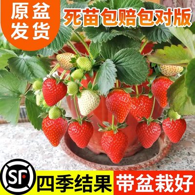 高产草莓苗秧苗四季草莓苗当年结果奶油草莓盆栽庭院阳台大棚种苗