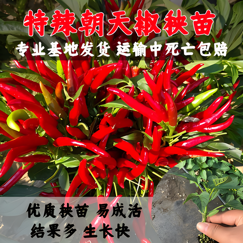 重庆特辣石柱红3号朝天椒种子孑香辣石柱红5号辣椒秧苗籽辣椒苗