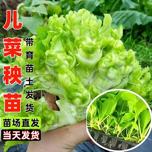 益丰儿菜秧苗高产早熟香嫩