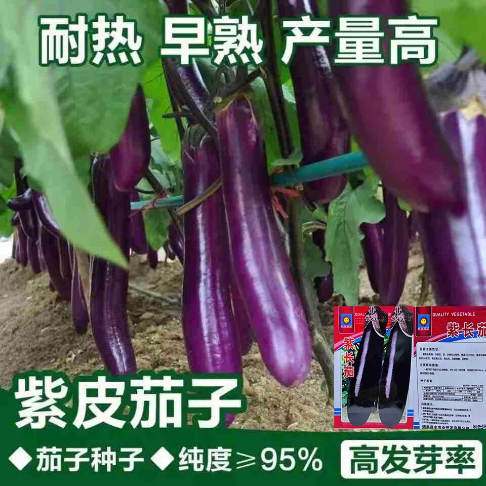 杂交长茄种子高产早熟