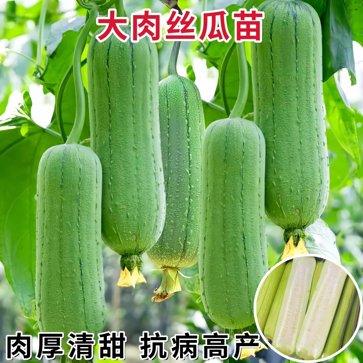 短棒肉丝瓜苗秧苗早熟棱丝瓜种孑四季播种特大农家庭院春夏蔬菜苗