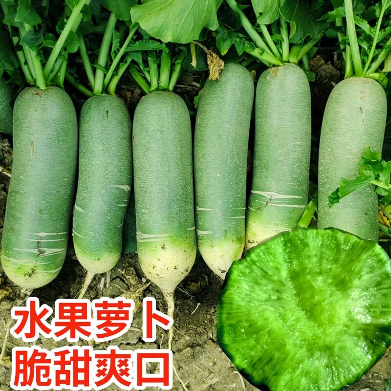 天津沙窝萝卜籽青萝卜种子水果大全秋季四季山东蔬菜农家菜种种孑