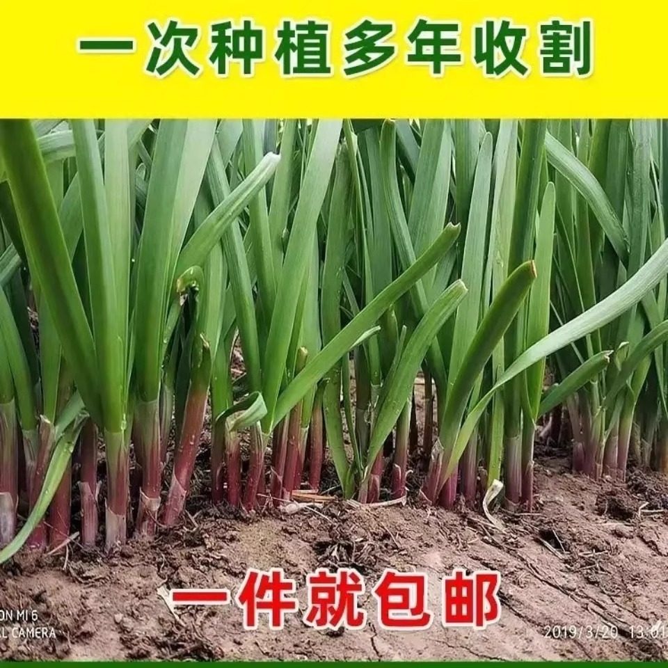 室内外易种四季耐热盆栽红根韭菜
