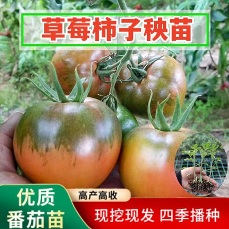 正宗草莓柿子番茄苗秧苗铁皮西红柿苗广东西红柿苗秧苗小番茄种子