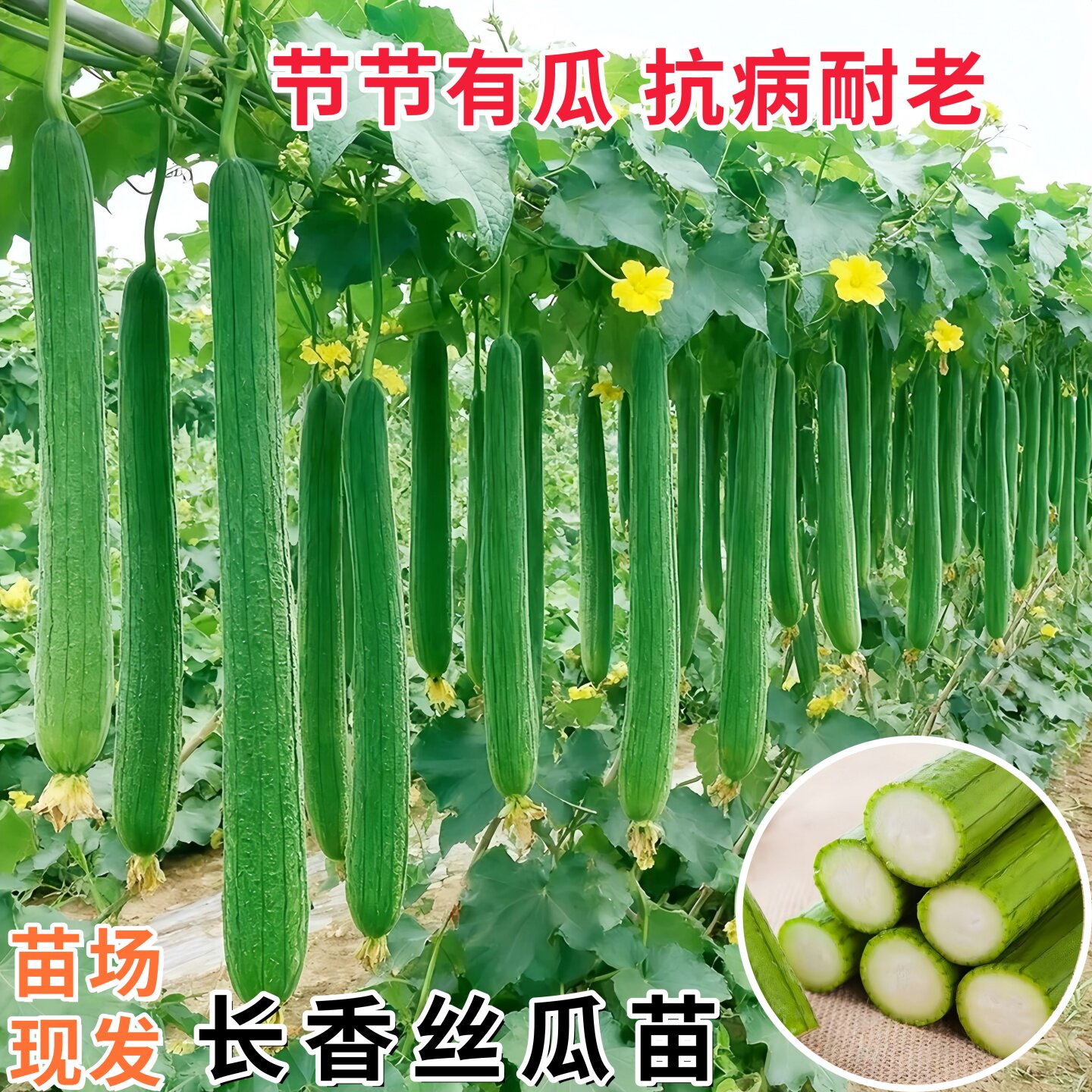 正品特长丝瓜秧苗种子四季爬藤遮阴蔬菜种孑秧苗阳台盆栽大田苹果