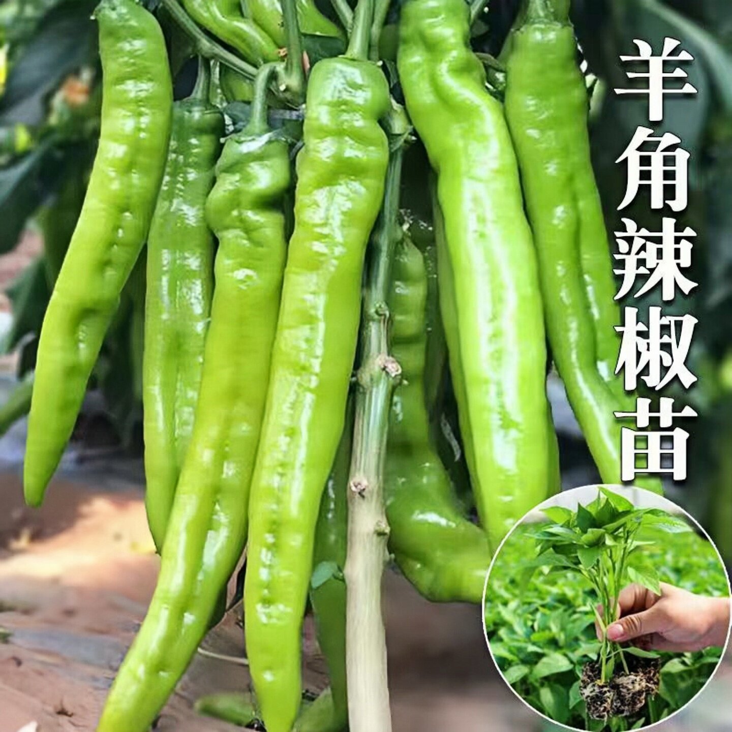 大果羊角辣椒苗秧苗特大牛角椒青椒黄皮尖椒苗高产春季蔬菜苗种孑