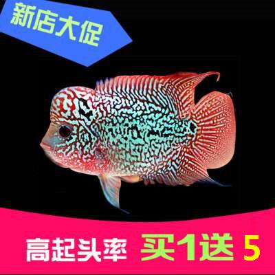 活体小型七彩埃及淡水观赏鱼