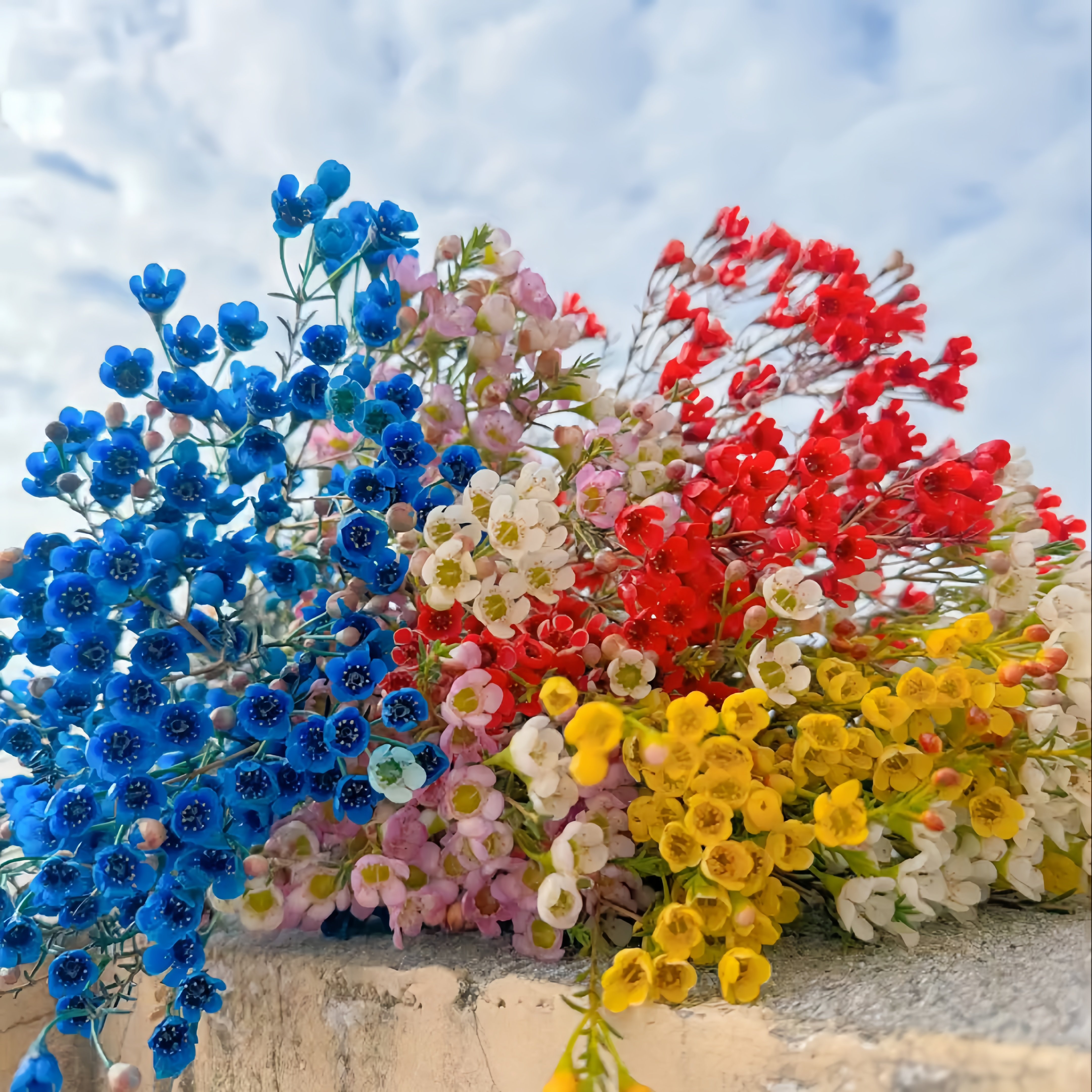 澳洲腊梅鲜花枝腊梅插瓶云南鲜花基地直发顺丰包邮室内水养花期长