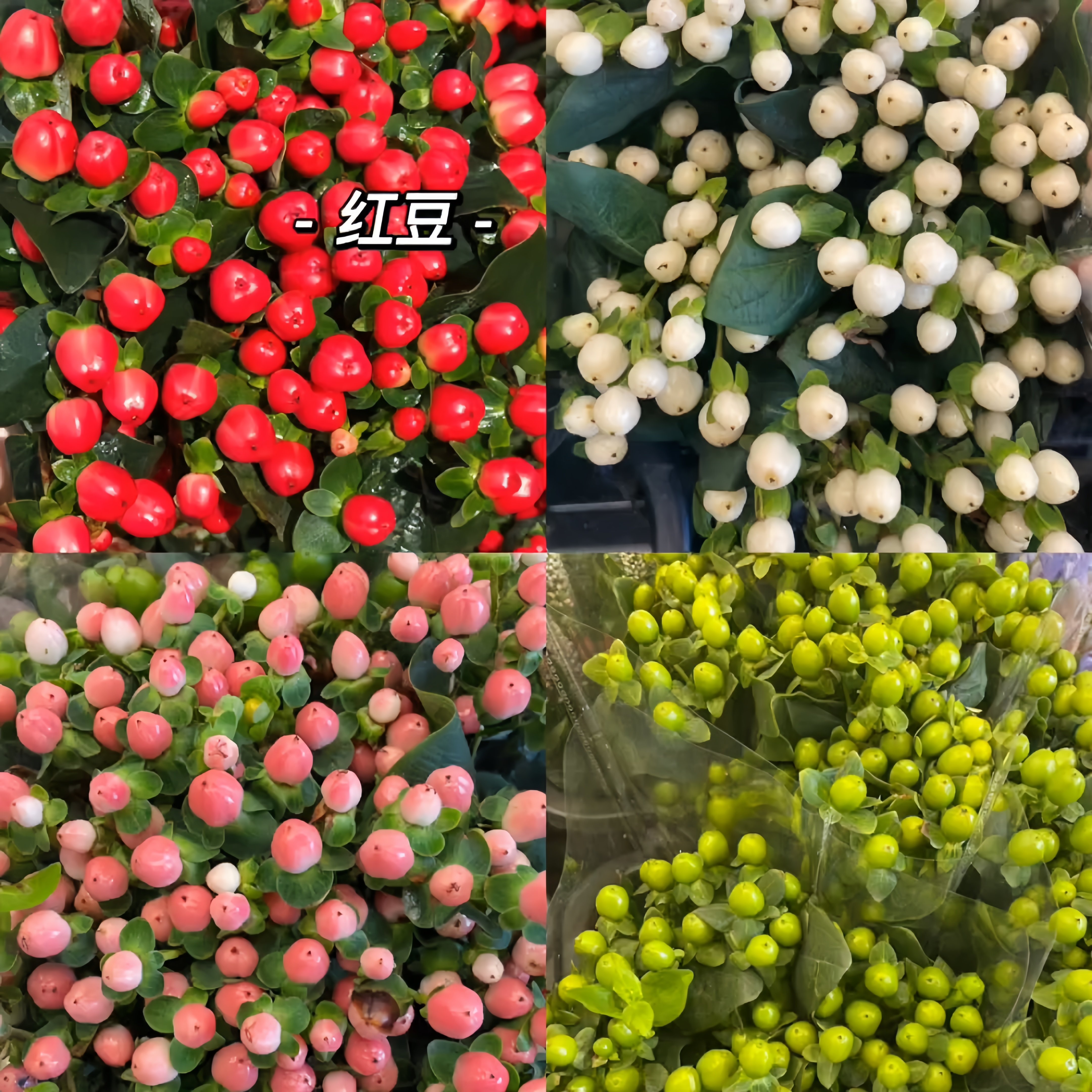 相思豆水养粉豆鲜花红豆鲜花插瓶室内水培鲜花花期长云南基地直发