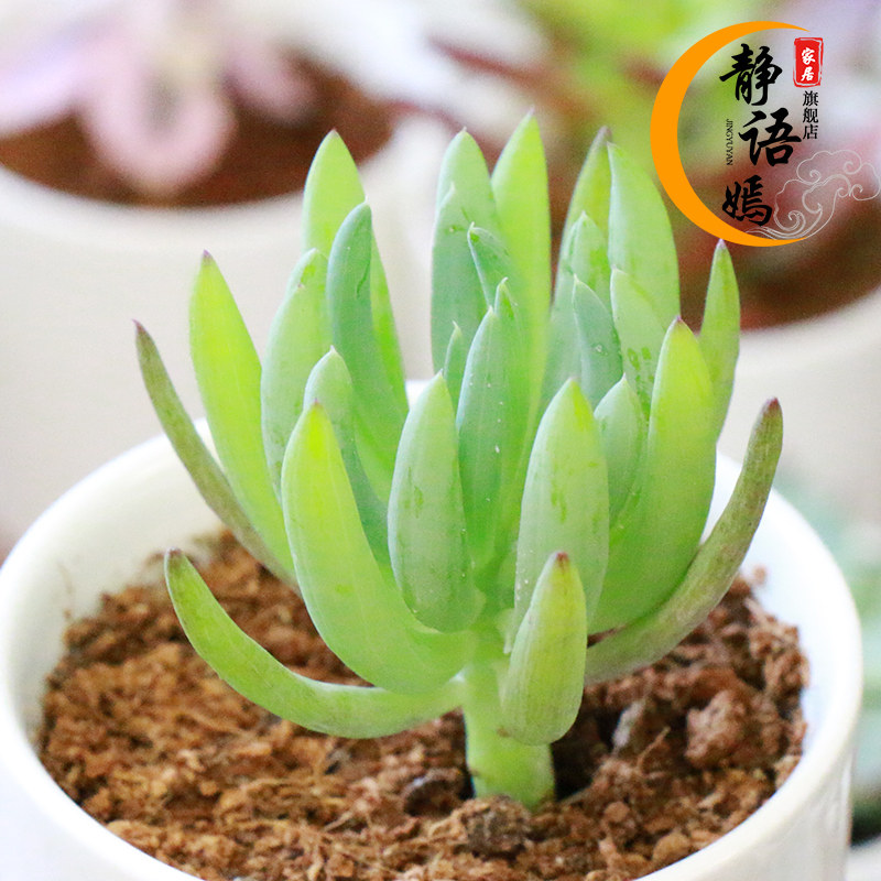 多肉植物 蓝月亮 兰月亮菊科根系发达易养迷你绿植盆栽