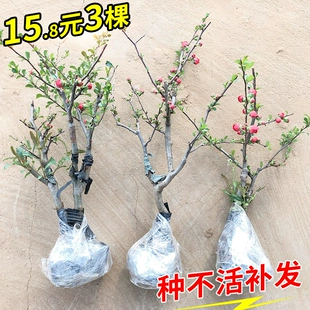 海棠花盆栽带花苞树苗老桩盆景庭院好养四季 阳台植物室内花卉绿植