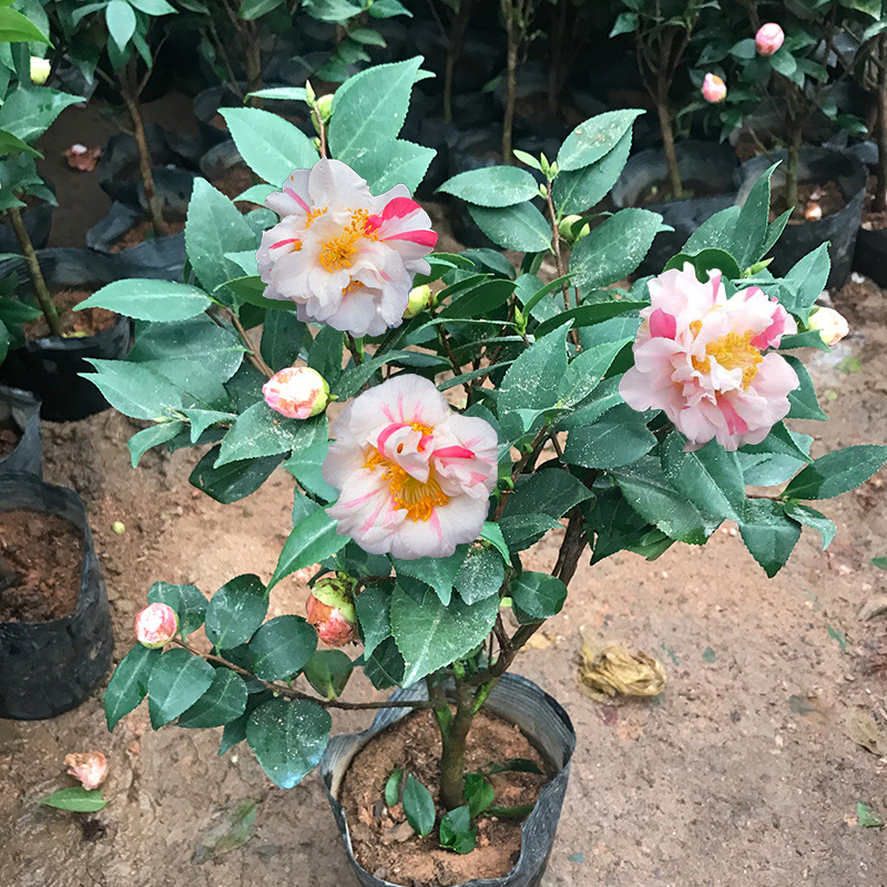 香太阳茶花盆栽带花苞树苗浓香花卉绿植四季易活庭院室外耐寒植物