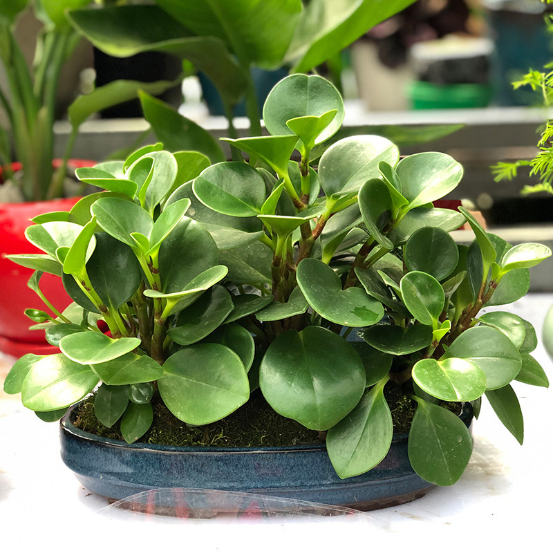 办公室桌面观叶花卉植物豆瓣绿 青叶碧玉盆栽套装盆栽