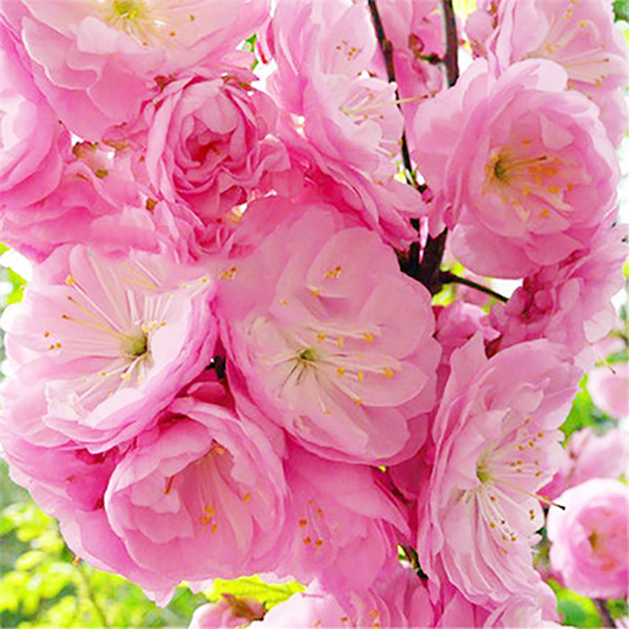 杏梅盆景花卉室内阳台盆栽梅花苗观花老桩春冬大红梅腊梅树桩植物