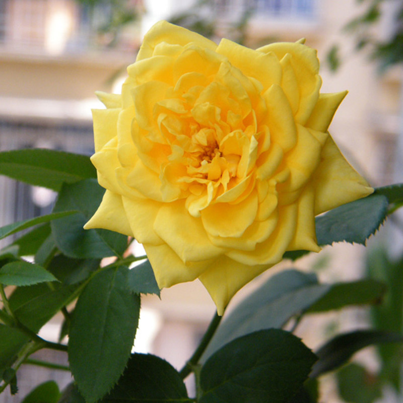 金凤凰大花月季花苗玫瑰盆栽 庭院阳台绿植花卉四季易活植物灌木