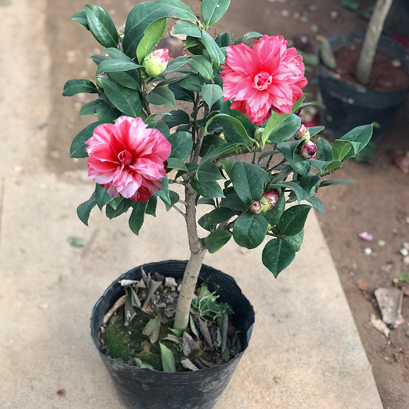 花迪斯茶花盆栽山茶花树花苗室内观花室外庭院四季浓香花卉植物