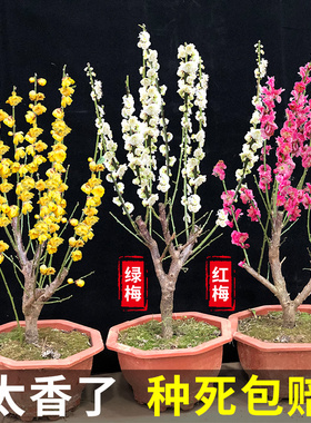 腊梅花树苗盆栽带花苞耐寒老桩盆景花卉植物室内花四季红绿梅花苗