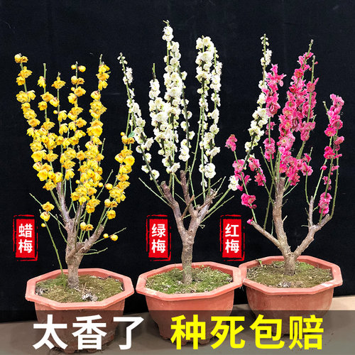 腊梅花树苗盆栽浓香老桩盆景花卉