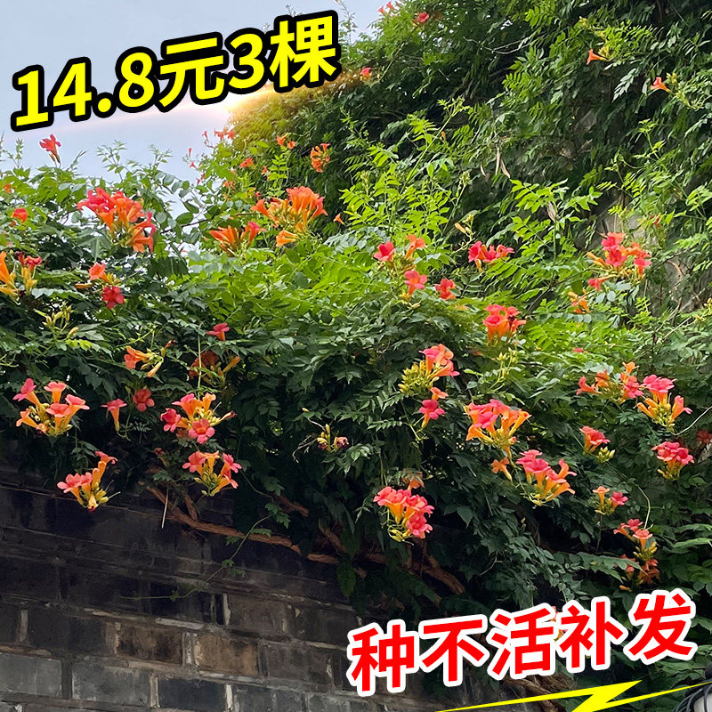 凌霄花苗爬藤植物盆栽花卉庭院围墙攀爬四季易活阳台绿植老桩盆景