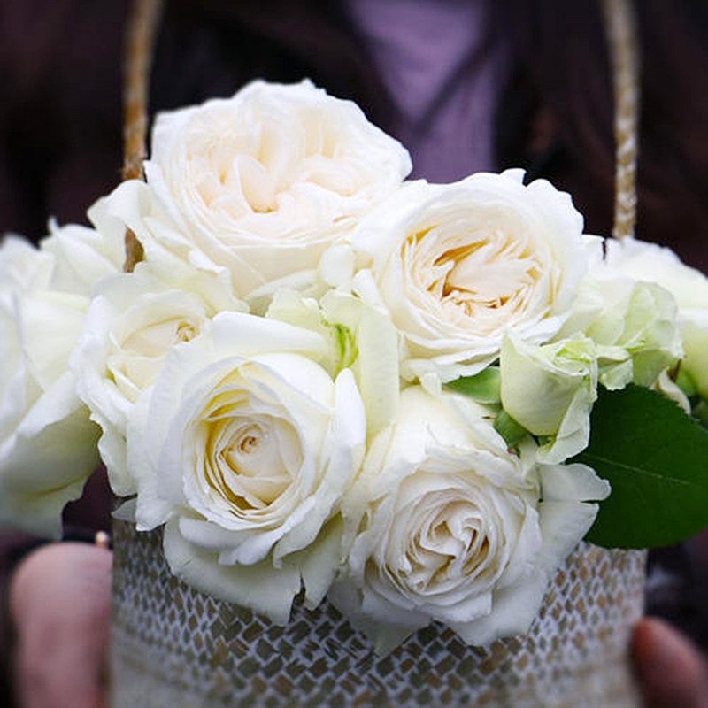 婚礼之路月季花苗庭院阳台花卉四季易活玫瑰盆栽新品