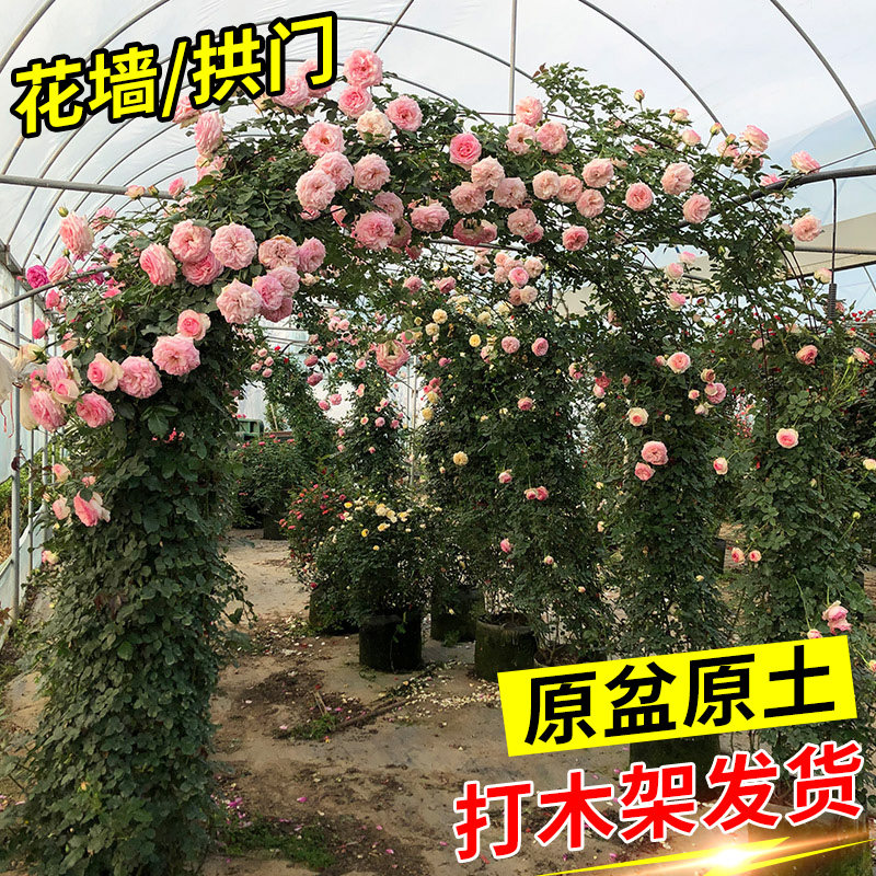 爬藤月季花大苗拱门花墙别墅庭院工程绿化四季藤本花卉植物带花架