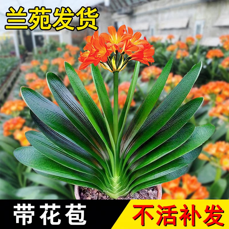 精品君子兰盆栽四季好养花卉植物图片