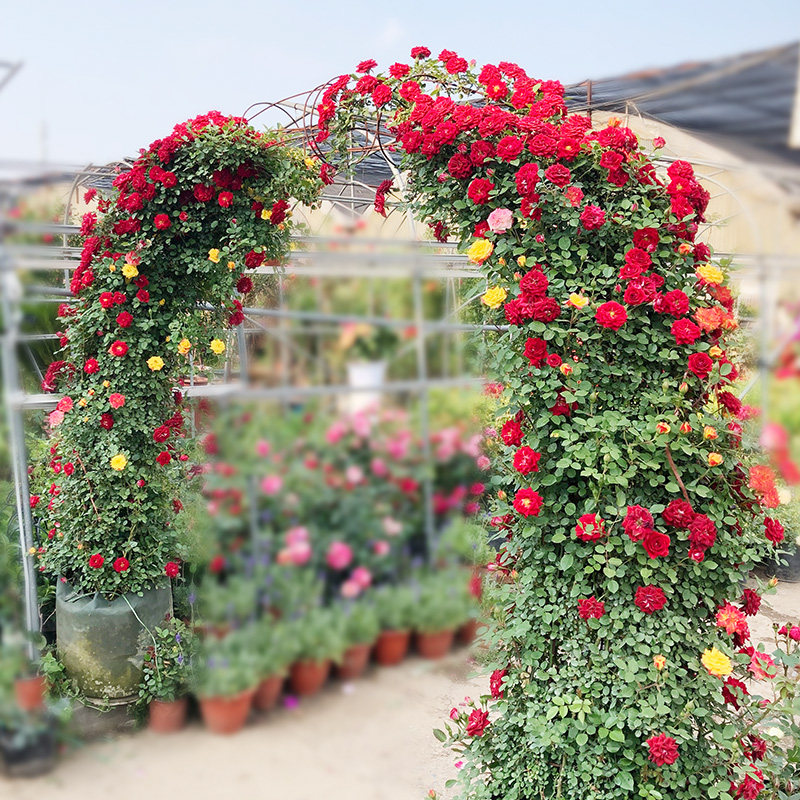 1米红龙欧月藤本月季爬藤大苗盆栽 阳台庭院四季易活植物浓香花卉