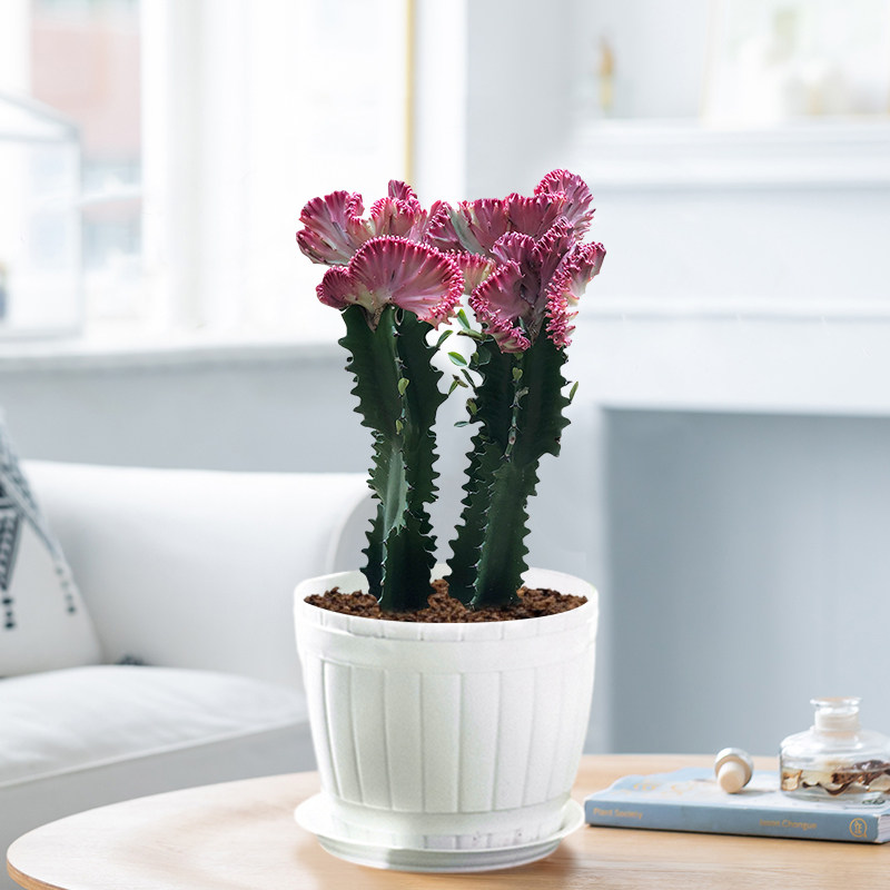 彩春峰盆栽植物室内客厅好养绿植花卉仙人掌仙人柱量天尺巴西龙骨