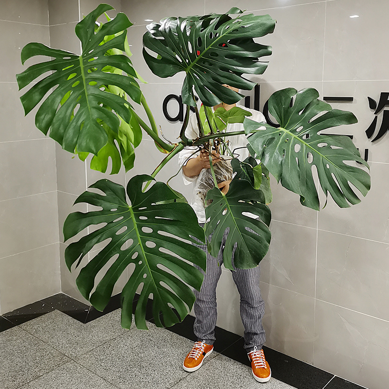水生植物大型多少钱 水生植物大型优惠券免费领取 有条鱼
