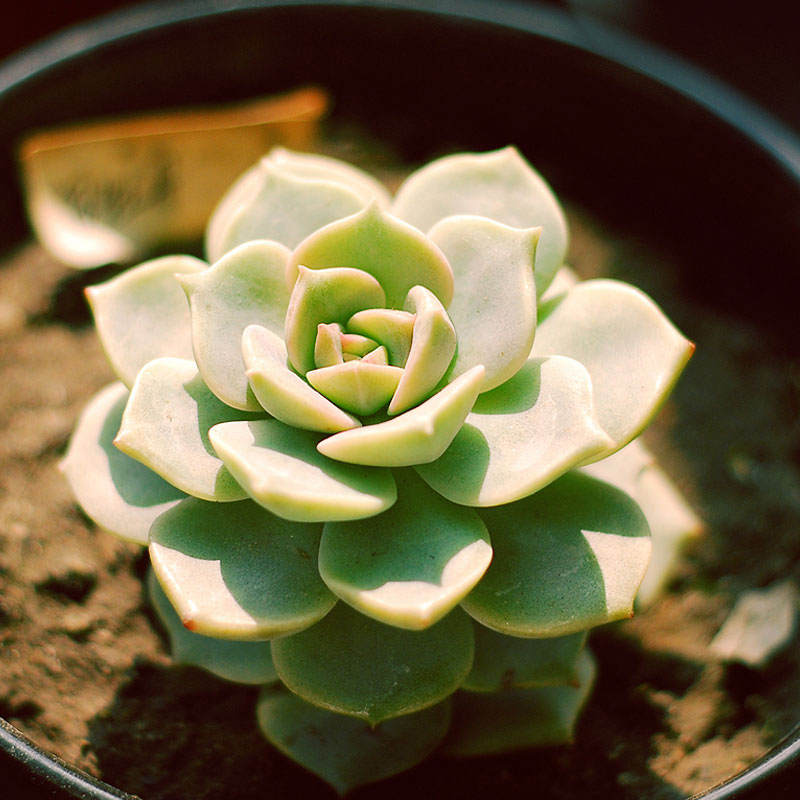 绿植白牡丹奇趣小盆栽多肉植物