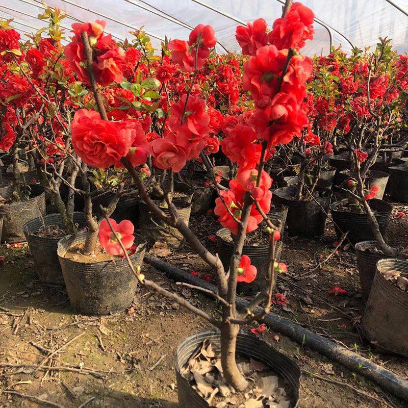 梦绘卷海棠花盆栽四季易活好养花卉植物室内花客厅庭院树苗盆景