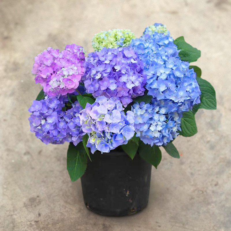 无尽夏绣球花盆栽四季易活植物花卉室内阳台庭院八仙花带花苞花苗