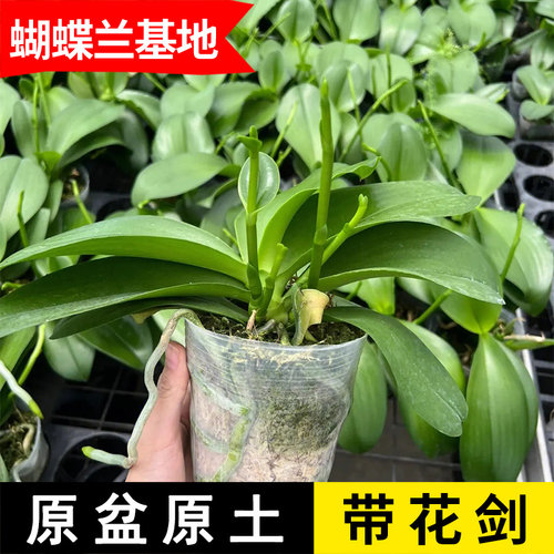 蝴蝶兰盆栽花苗带花剑花卉植物