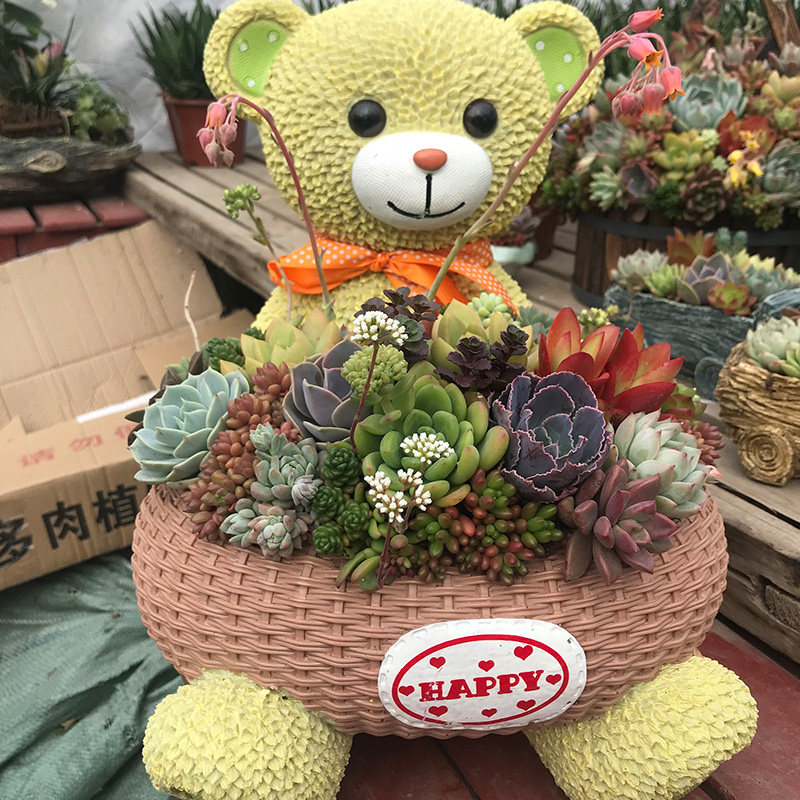 微景观多肉植物盆栽肉肉组合玉露熊童子山地玫瑰观音莲黄丽黑法师