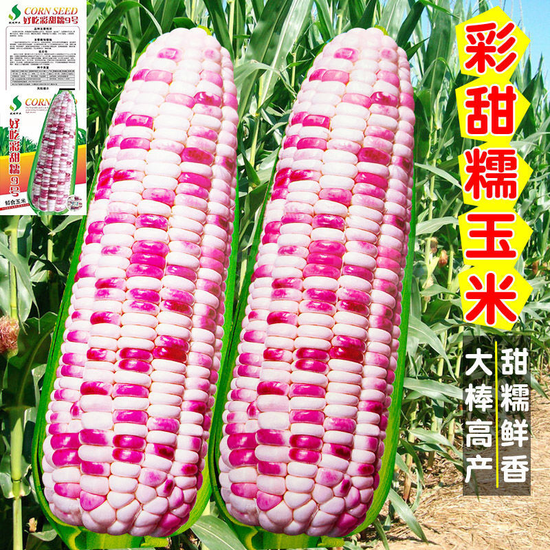 早熟多彩甜糯玉米种子抗旱高产香彩大田彩玉米种南北方春秋播