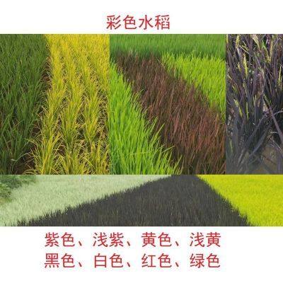 水稻种子 观赏水稻 彩色水稻 黄叶稻 紫叶稻 稻田画 黄色稻 紫色