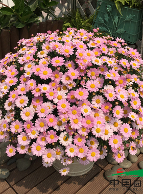 玛格丽特花苗小苗 M22婴儿粉  开花机器  28元包邮