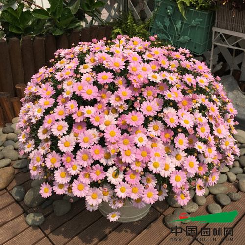 玛格丽特花苗小苗 M22婴儿粉  开花机器  28元包邮