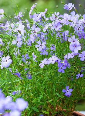 小花麦仙翁 蓝色天使 小苗   满28元包邮