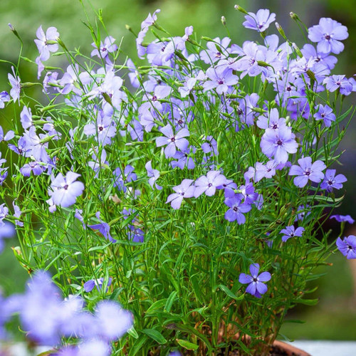 小花麦仙翁 蓝色天使 小苗   满28元包邮